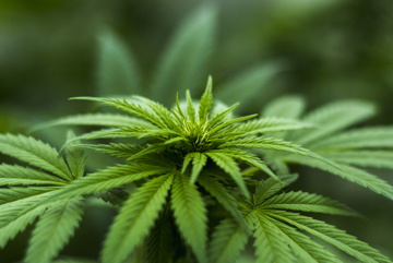 Know the Risks of Marijuana